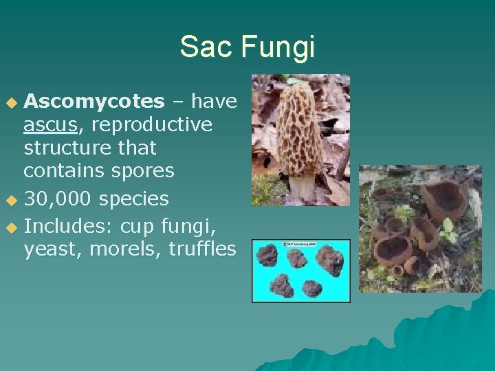 Sac Fungi Ascomycotes – have ascus, reproductive structure that contains spores u 30, 000