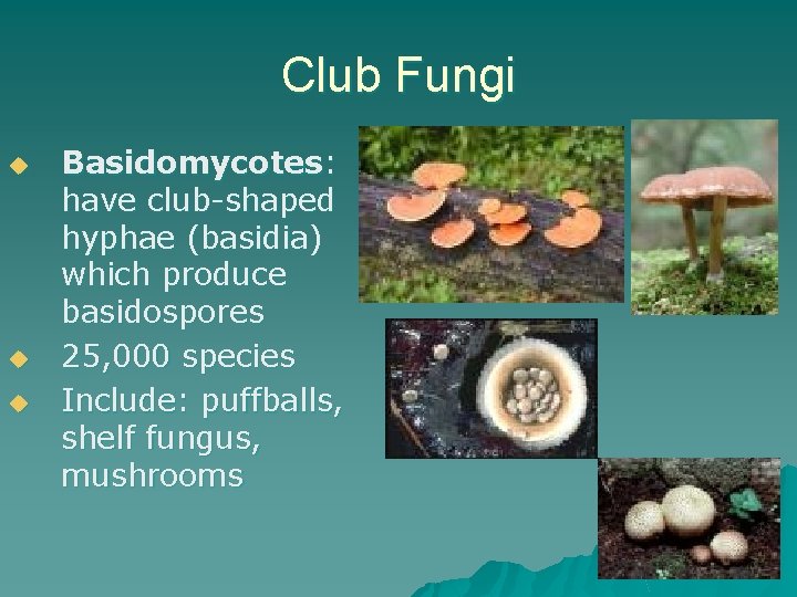 Club Fungi u u u Basidomycotes: have club-shaped hyphae (basidia) which produce basidospores 25,