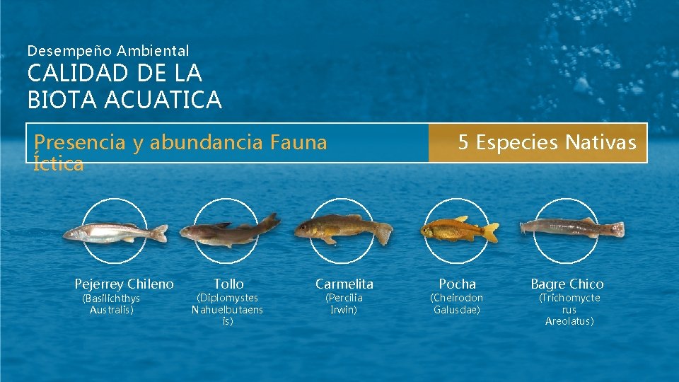 Desempeño Ambiental CALIDAD DE LA BIOTA ACUATICA Presencia y abundancia Fauna Íctica Pejerrey Chileno