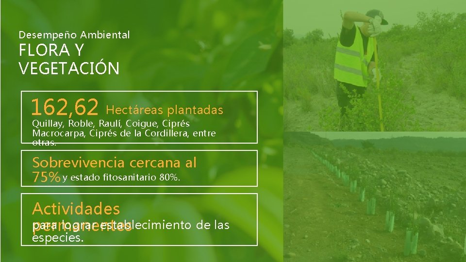 Desempeño Ambiental FLORA Y VEGETACIÓN 162, 62 Hectáreas plantadas Quillay, Roble, Raulí, Coigue, Ciprés