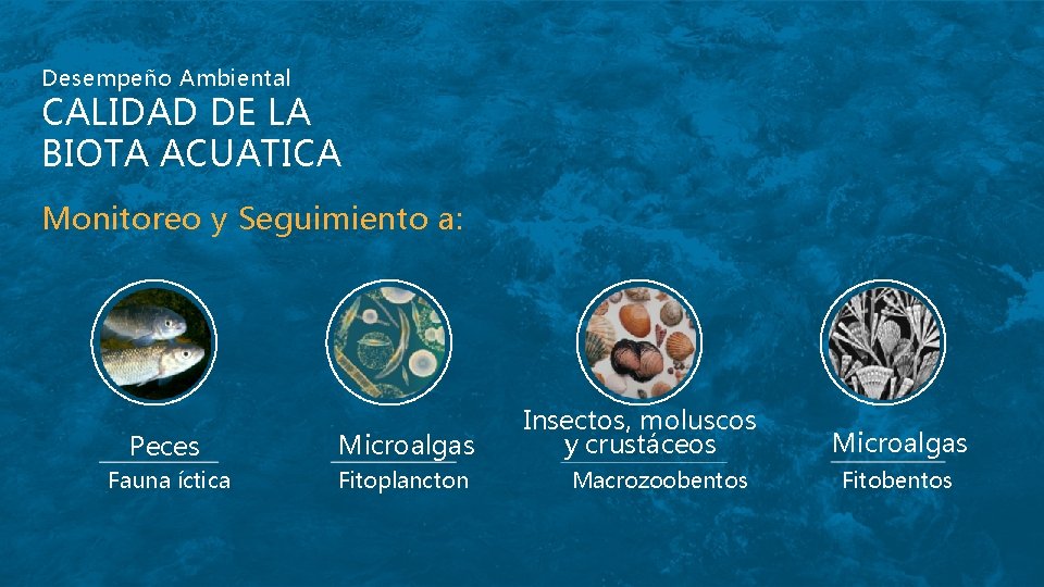 Desempeño Ambiental CALIDAD DE LA BIOTA ACUATICA Monitoreo y Seguimiento a: Peces Microalgas Fauna