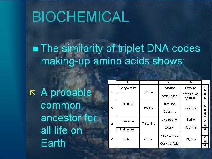 BIOCHEMICAL n The similarity of triplet DNA codes making-up amino acids shows: ã A