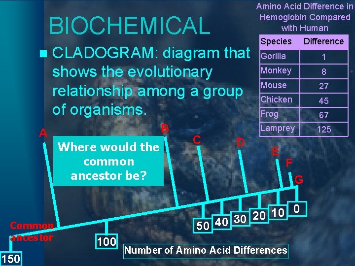Amino Acid Difference in Hemoglobin Compared with Human BIOCHEMICAL n CLADOGRAM: diagram that shows