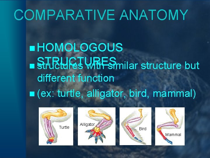 COMPARATIVE ANATOMY n HOMOLOGOUS n STRUCTURES structures with similar structure but different function n