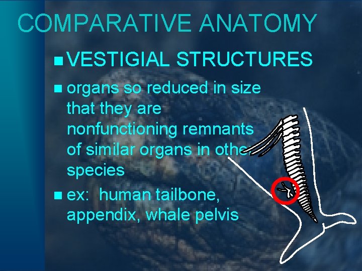 COMPARATIVE ANATOMY n VESTIGIAL n organs STRUCTURES so reduced in size that they are