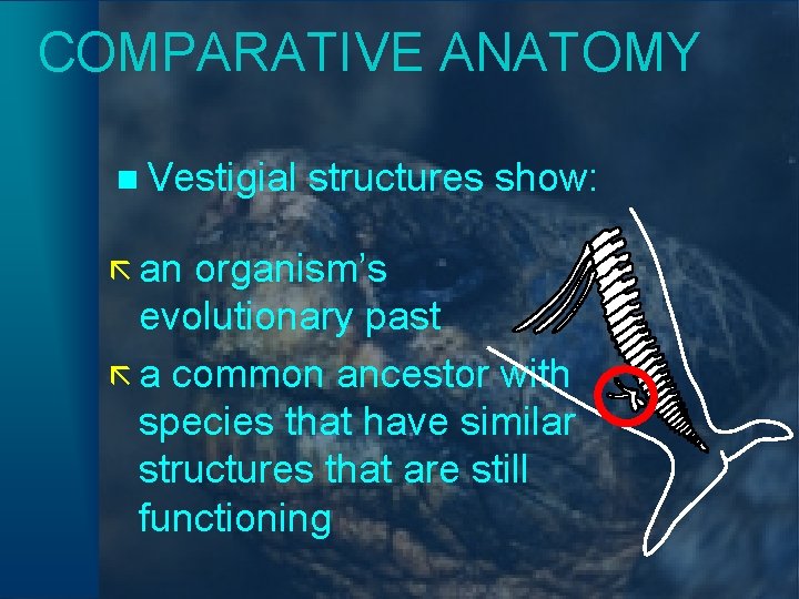 COMPARATIVE ANATOMY n Vestigial ã an structures show: organism’s evolutionary past ã a common
