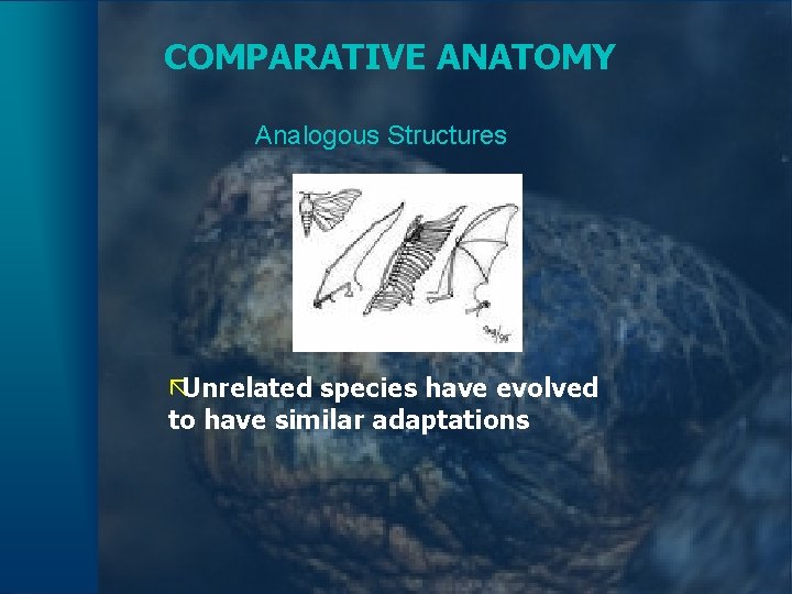 COMPARATIVE ANATOMY Analogous Structures ãUnrelated species have evolved to have similar adaptations 
