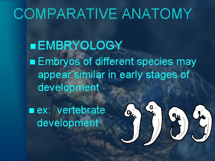 COMPARATIVE ANATOMY n EMBRYOLOGY n Embryos of different species may appear similar in early