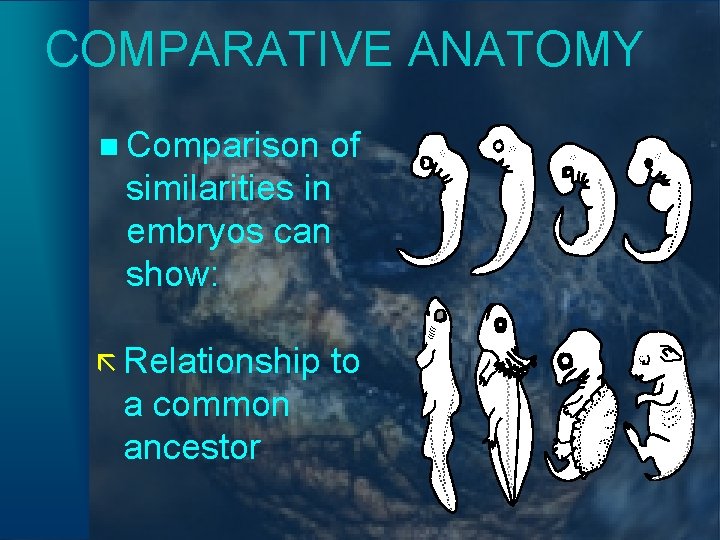 COMPARATIVE ANATOMY n Comparison of similarities in embryos can show: ã Relationship a common