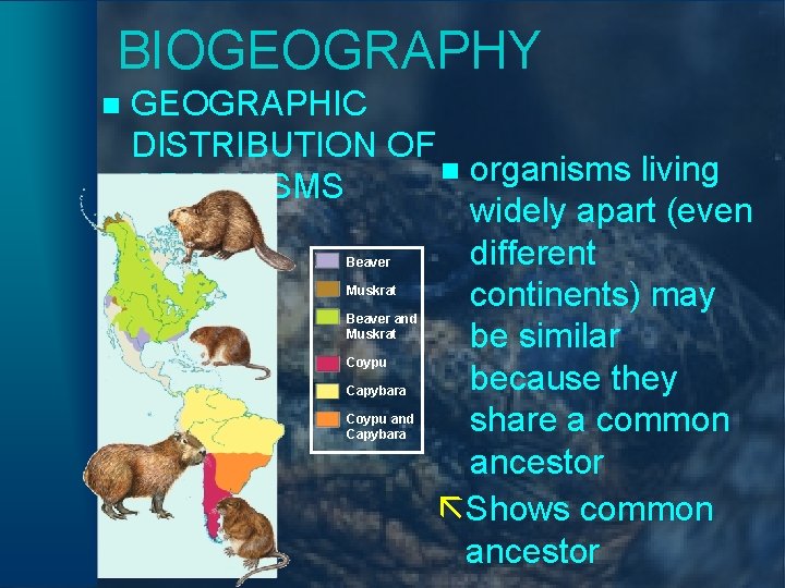 BIOGEOGRAPHY n GEOGRAPHIC DISTRIBUTION OF n organisms living ORGANISMS widely apart (even different continents)