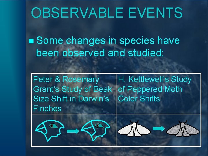 OBSERVABLE EVENTS n Some changes in species have been observed and studied: Peter &