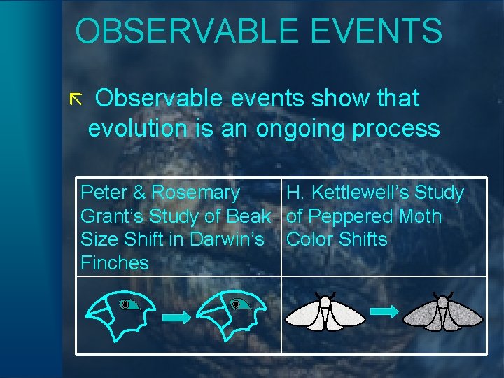 OBSERVABLE EVENTS ã Observable events show that evolution is an ongoing process Peter &