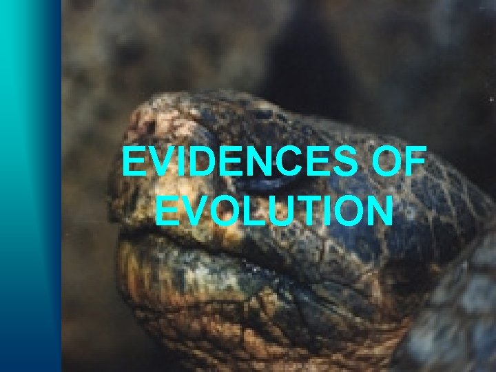 EVIDENCES OF EVOLUTION 