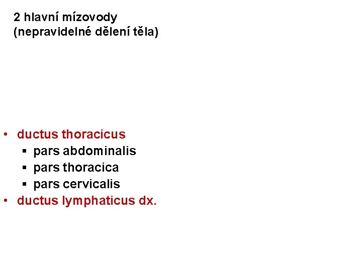2 hlavní mízovody (nepravidelné dělení těla) • ductus thoracicus § pars abdominalis § pars