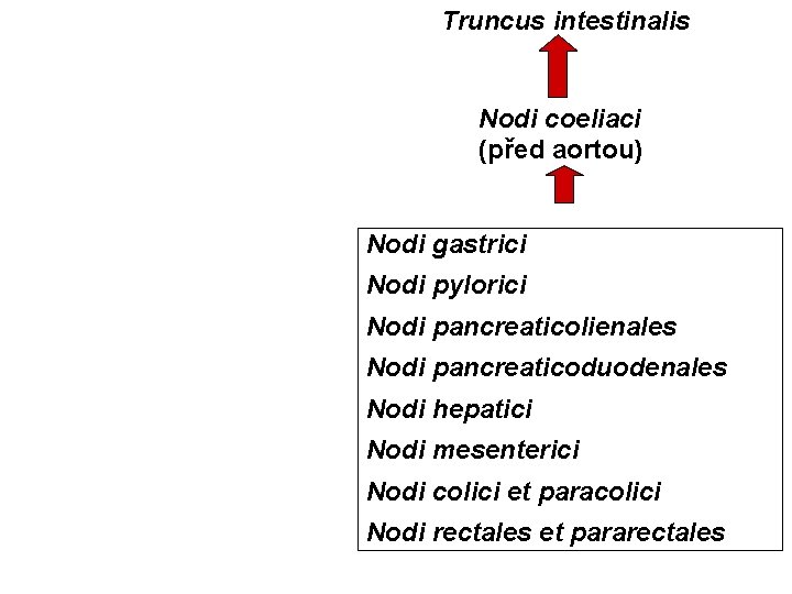 Truncus intestinalis Nodi coeliaci (před aortou) Nodi gastrici Nodi pylorici Nodi pancreaticolienales Nodi pancreaticoduodenales