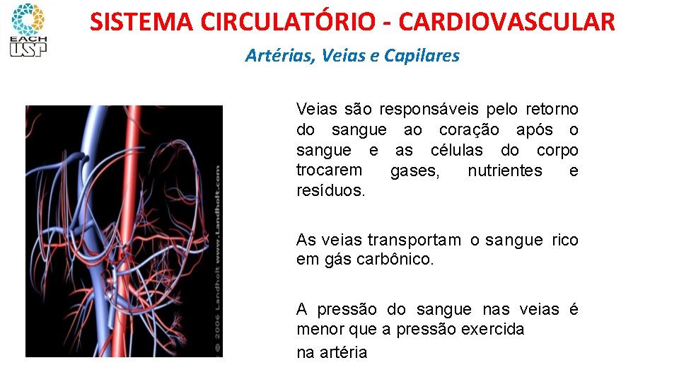 SISTEMA CIRCULATÓRIO - CARDIOVASCULAR Artérias, Veias e Capilares IAS, VEIAS Veias são responsáveis pelo