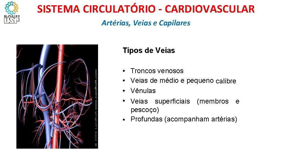 SISTEMA CIRCULATÓRIO - CARDIOVASCULAR Artérias, Veias e Capilares Tipos de Veias • • Troncos