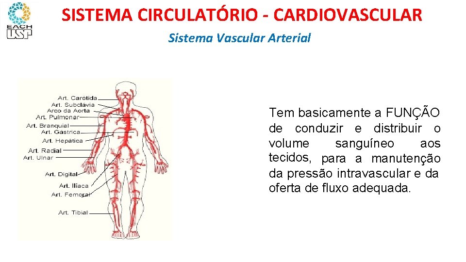 SISTEMA CIRCULATÓRIO - CARDIOVASCULAR Sistema Vascular Arterial Tem basicamente a FUNÇÃO de conduzir e