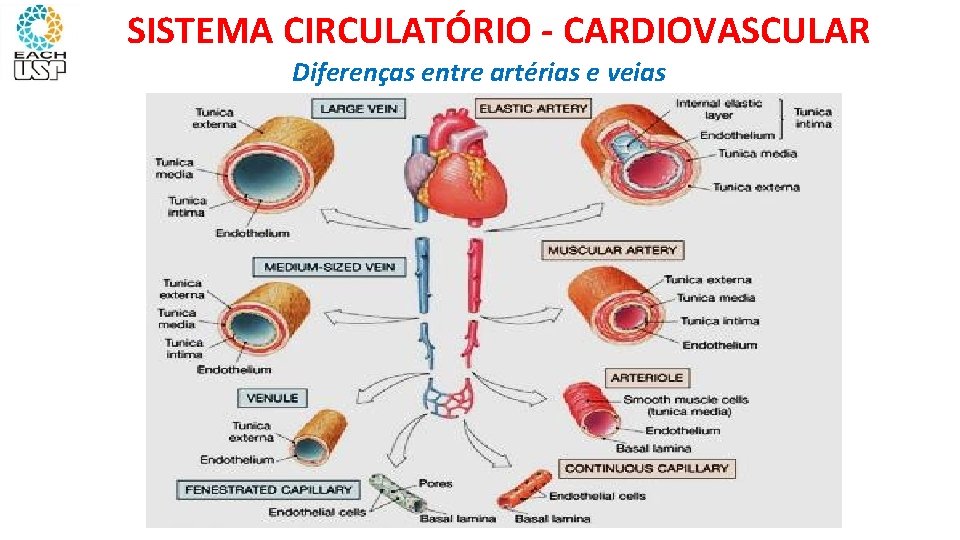 SISTEMA CIRCULATÓRIO - CARDIOVASCULAR Diferenças entre artérias e veias 