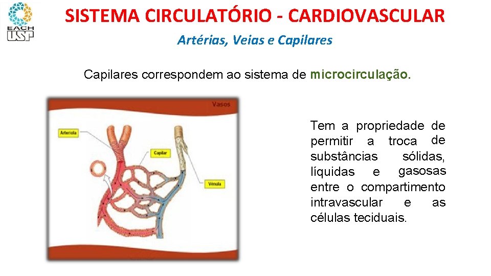 SISTEMA CIRCULATÓRIO - CARDIOVASCULAR Artérias, Veias e Capilares ARTÉRIAS, VEIAS E CAPILARES Capilares correspondem