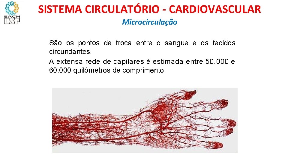 SISTEMA CIRCULATÓRIO - CARDIOVASCULAR Microcirculação São os pontos de troca entre o sangue e
