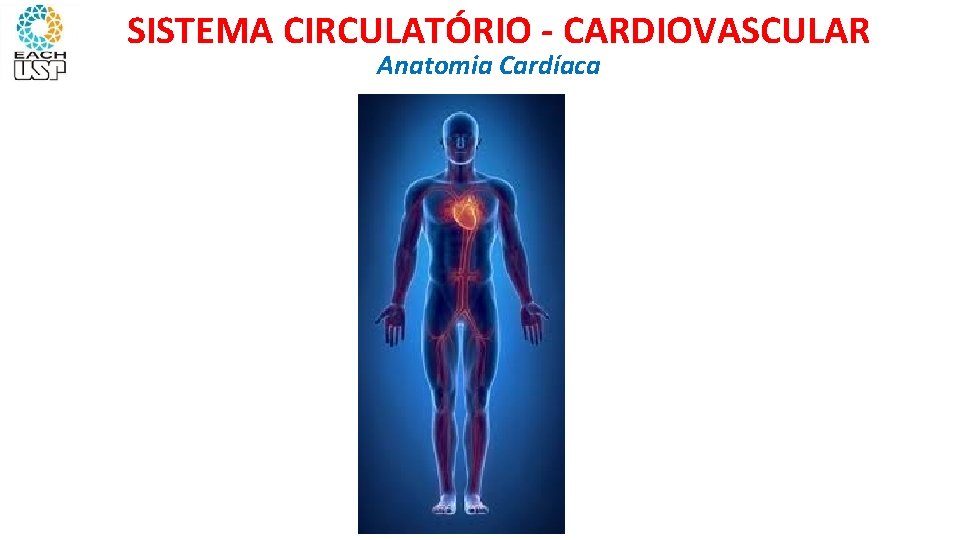 SISTEMA CIRCULATÓRIO - CARDIOVASCULAR Anatomia Cardíaca 
