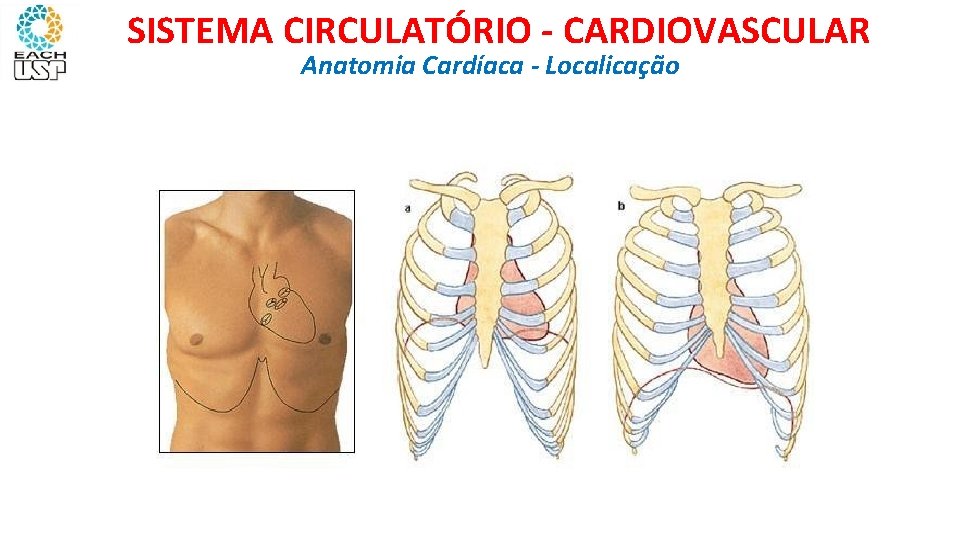 SISTEMA CIRCULATÓRIO - CARDIOVASCULAR Anatomia Cardíaca - Localicação 