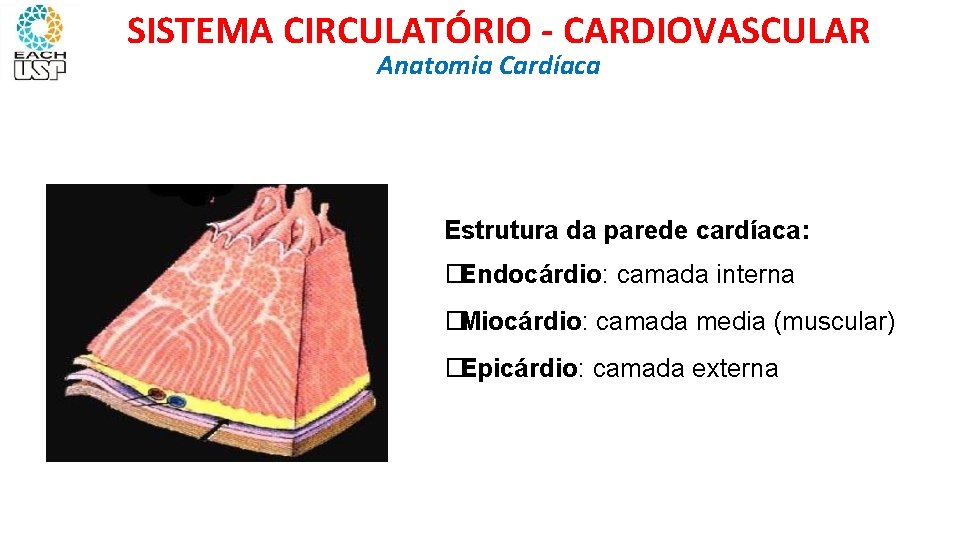 SISTEMA CIRCULATÓRIO - CARDIOVASCULAR Anatomia Cardíaca Estrutura da parede cardíaca: �Endocárdio: camada interna �Miocárdio: