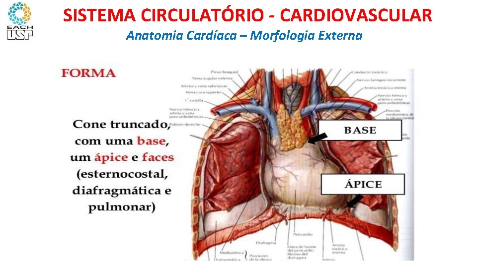 SISTEMA CIRCULATÓRIO - CARDIOVASCULAR Anatomia Cardíaca – Morfologia Externa 