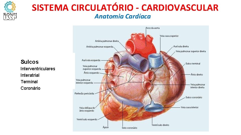 SISTEMA CIRCULATÓRIO - CARDIOVASCULAR Anatomia Cardíaca Sulcos Interventriculares Interatrial Terminal Coronário 