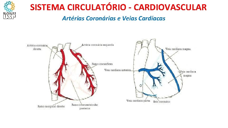 SISTEMA CIRCULATÓRIO - CARDIOVASCULAR Artérias Coronárias e Veias Cardíacas 