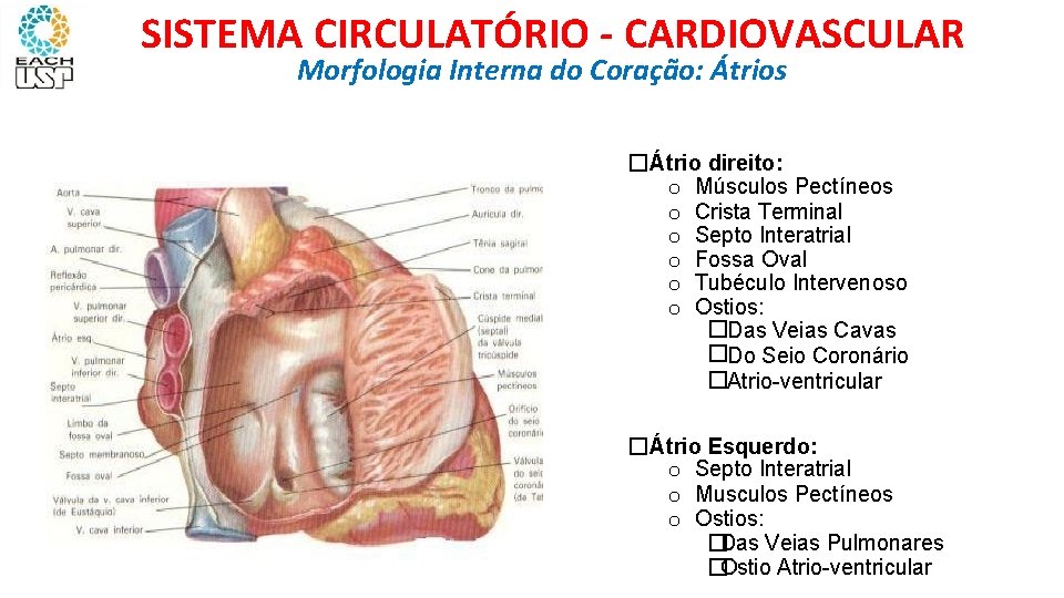 SISTEMA CIRCULATÓRIO - CARDIOVASCULAR Morfologia Interna do Coração: Átrios �Átrio direito: o Músculos Pectíneos