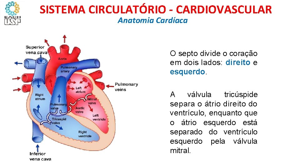 SISTEMA CIRCULATÓRIO - CARDIOVASCULAR Anatomia Cardíaca O CORAÇÃO O septo divide o coração em