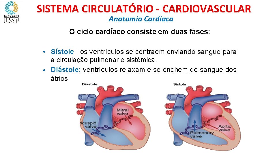 SISTEMA CIRCULATÓRIO - CARDIOVASCULAR Anatomia Cardíaca O ciclo cardíaco consiste em duas fases: •