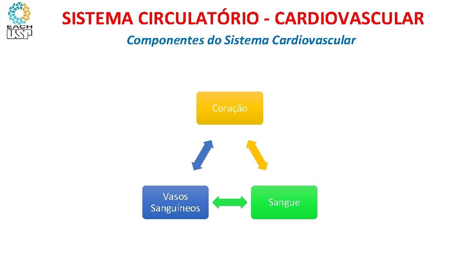 SISTEMA CIRCULATÓRIO - CARDIOVASCULAR Componentes do Sistema Cardiovascular Coração Vasos Sanguíneos Sangue 