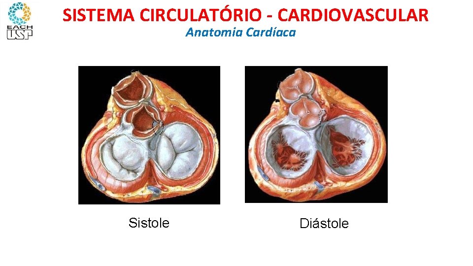 SISTEMA CIRCULATÓRIO - CARDIOVASCULAR Anatomia Cardíaca Sistole Diástole 
