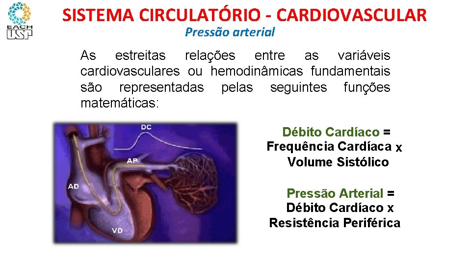 SISTEMA CIRCULATÓRIO - CARDIOVASCULAR Pressão arterial As estreitas relações entre as variáveis cardiovasculares ou