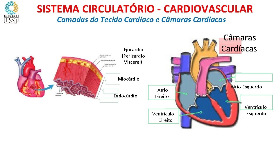 SISTEMA CIRCULATÓRIO - CARDIOVASCULAR Camadas do Tecido Cardíaco e Câmaras Cardíacas Epicárdio (Pericárdio Visceral)