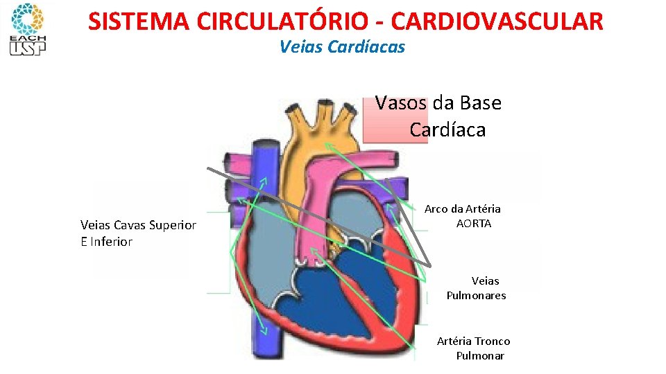 SISTEMA CIRCULATÓRIO - CARDIOVASCULAR Veias Cardíacas Vasos da Base Cardíaca Veias Cavas Superior E