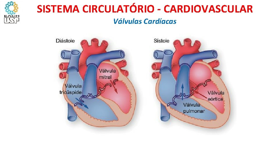 SISTEMA CIRCULATÓRIO - CARDIOVASCULAR Válvulas Cardíacas 