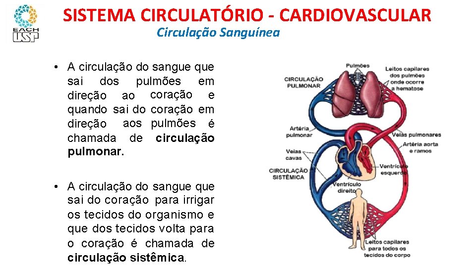 SISTEMA CIRCULATÓRIO - CARDIOVASCULAR Circulação Sanguínea • A circulação do sangue que sai dos