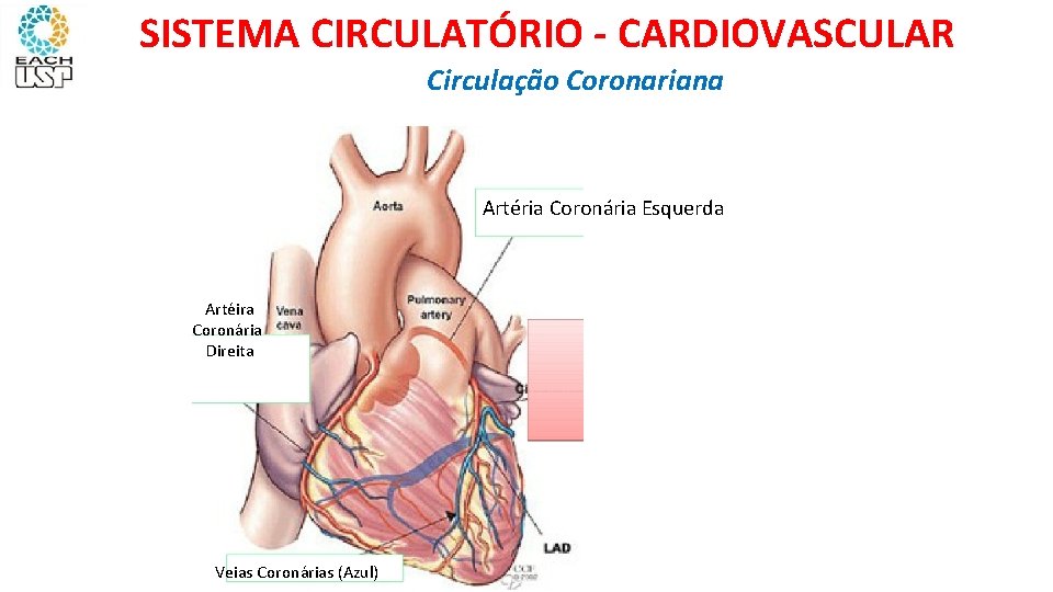 SISTEMA CIRCULATÓRIO - CARDIOVASCULAR Circulação Coronariana Artéria Coronária Esquerda Artéira Coronária Direita Veias Coronárias