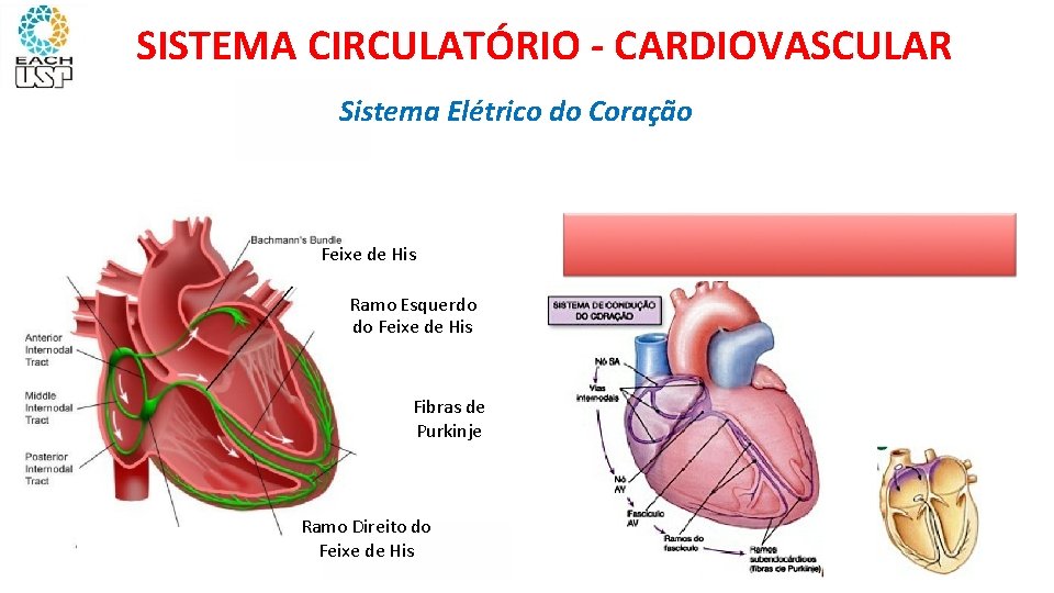 SISTEMA CIRCULATÓRIO - CARDIOVASCULAR Sistema Elétrico do Coração Feixe de His Ramo Esquerdo do