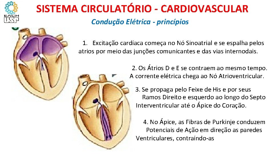 SISTEMA CIRCULATÓRIO - CARDIOVASCULAR Condução Elétrica - princípios 1. Excitação cardíaca começa no Nó