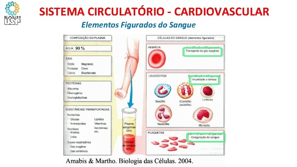 SISTEMA CIRCULATÓRIO - CARDIOVASCULAR Elementos Figurados do Sangue 