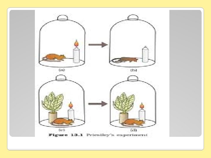 Chapter 8 Photosynthesis Energy Life Photosynthesis VideosReal Player20