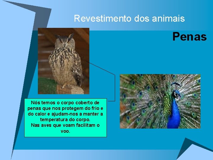 Revestimento dos animais Penas Nós temos o corpo coberto de penas que nos protegem