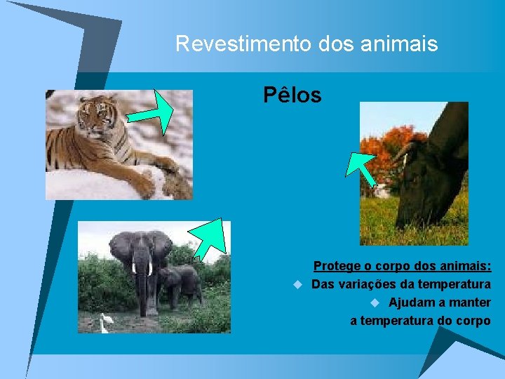 Revestimento dos animais Pêlos Protege o corpo dos animais: u Das variações da temperatura