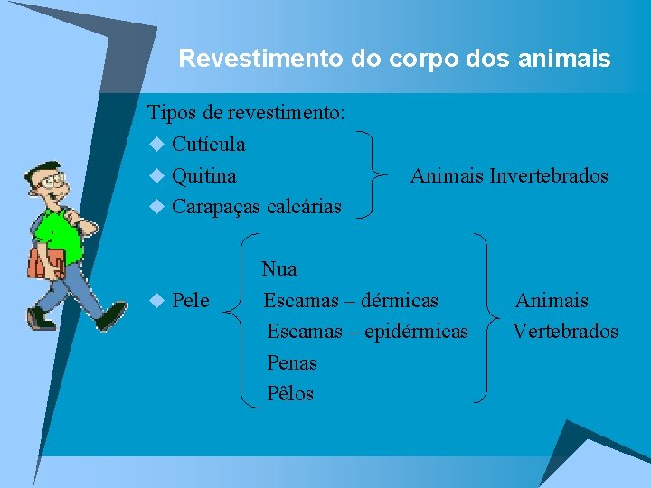 Revestimento do corpo dos animais Tipos de revestimento: u Cutícula u Quitina u Carapaças