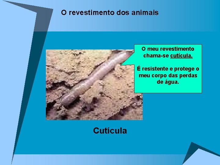 O revestimento dos animais O meu revestimento chama-se cutícula. É resistente e protege o